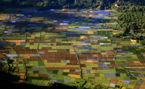 Pemandangan hamparan sawah dari bukit pergasingan, Sembalun