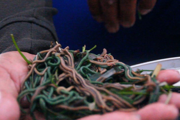 nyale, yang orang bilang sebagai jelmaan putri mandalika