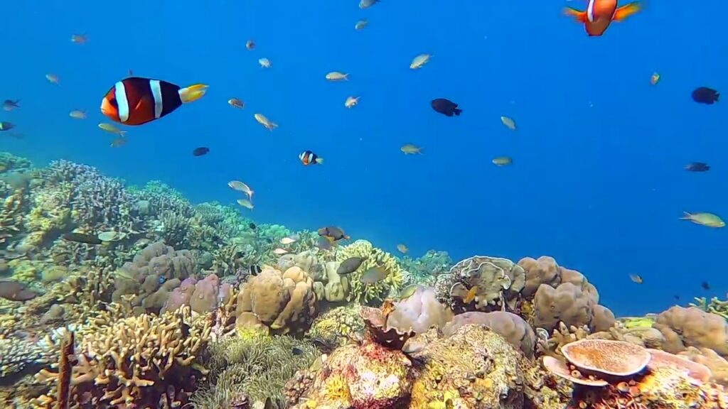 Kenindahan bawah laut pantai Sandro Pole Sumbawa,  