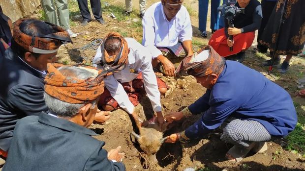 Penyembelihan kerbau dan penanaman kepala kerbau saat ritual adat ngayu-ayu masyarakat Sasak, Sembalun, Lombok Timur.